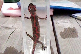 Japanese fire belly newt (cynops pyrrhogaster)