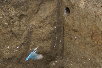 Kingfisher returning to dig a nest