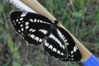 Neptis philyra (type of butterfly)