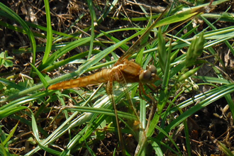 Wandering glider
