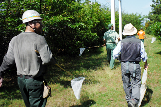 Insect collecting