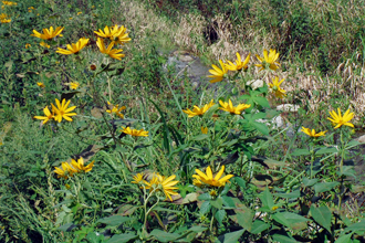 Tickseed on the Oshima River