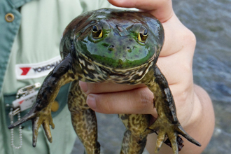 Bullfrog on the Tenryu River