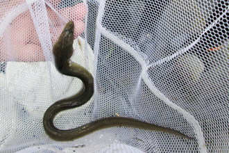 Japanese eel