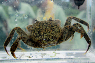 Japanese mitten crab
