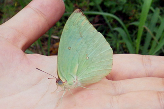 Common emigrant？