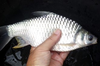 Capturing red cheek barb